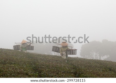 MOC CHAU, VIETNAM - January 31 2015 Two female workers of the Tea Farm picking tea buds for production in fog in the early morning