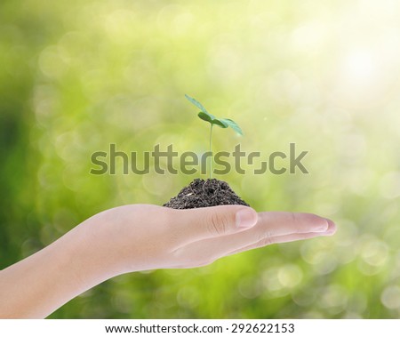 Hand holding tree , plant concept