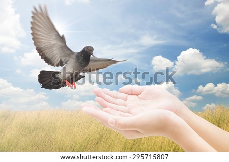 Hand releasing a bird into the air , all concept , beauty ,freedom,peace ,spirituality