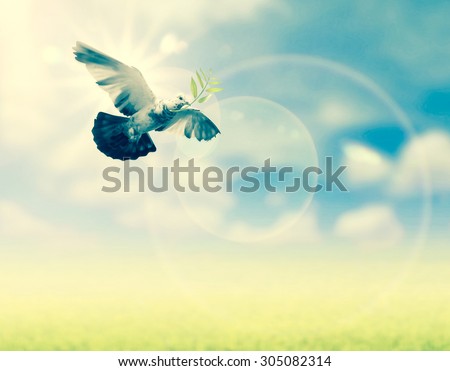 Bird into the air , all concept , peace and spirituality
