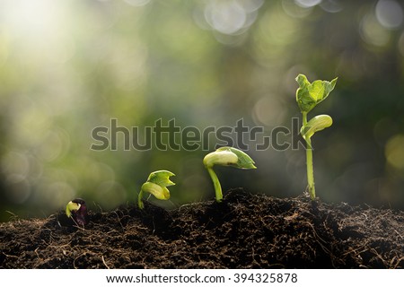 Young plant growing in the morning light and green bokeh background  , new life growth ecology concept