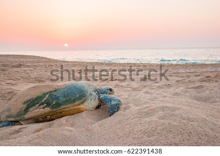 Sunrise at the beach on Raz al Jinz Turtle Reserve in Sur, with people silhouetted against the light; Sultanate of Oman