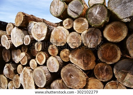 Tree ring of felling wood