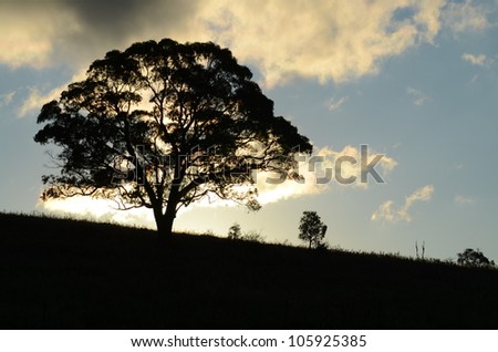 A mature old gum tree spreads its branches out on a country slope, creating a silhouette against the setting sun.