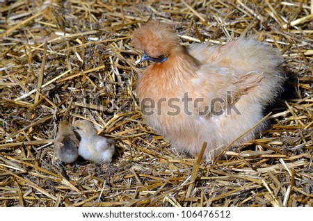 A Golden Silky Bantam Hen and her two chicks.