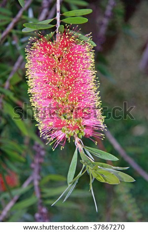 The Australian native Bottlebrush flower - genus Callistemon.
