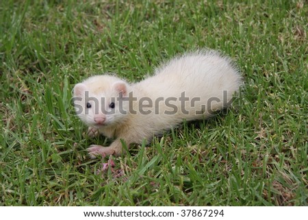 A 7 week old Sterling Silver Ferret Kit out on the grass.