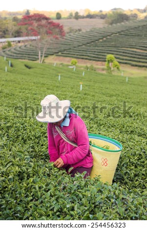 woman worker harvesting tea leaf in tea terrace plantation