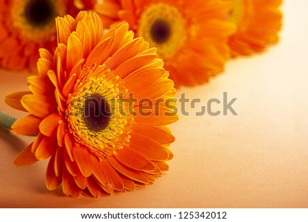 Orange Gerbera Flower background