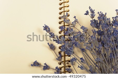 Branch of a lavender isolated on  Notebook background