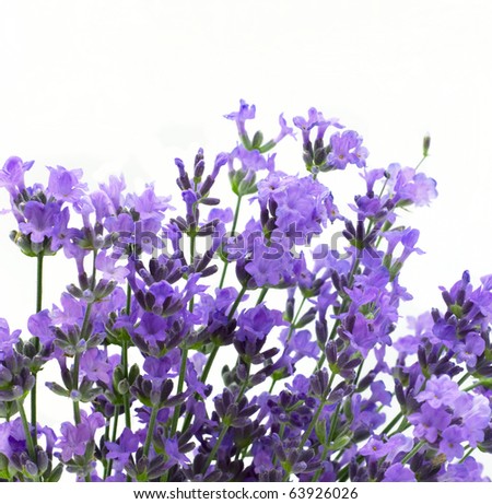 Branch of a lavender isolated on a white background