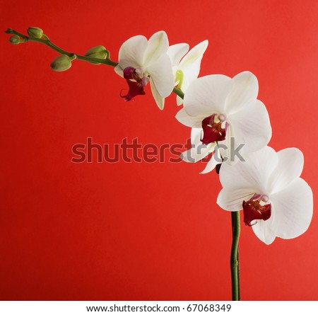 Flowers of white orchid with buds on red background