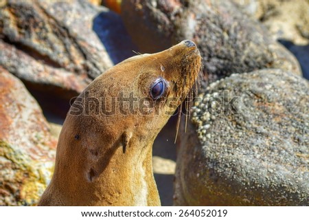 California sea lions residents of coastal cliffs at the Point Dume Natural Preserve, Malibu, CA