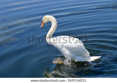 White Swan on Lake Balboa. Van Nuys, California.