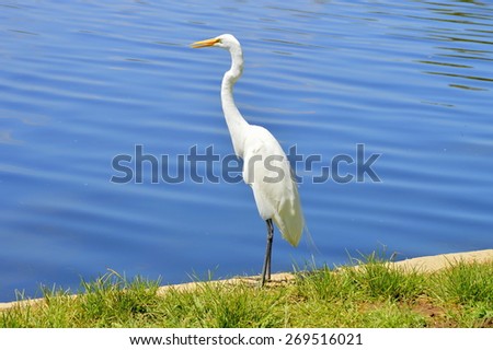 Great egret on the shores of Lake Balboa. Van Nuys, California.