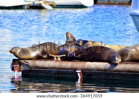 Sea lions in South Bay of Redondo Beach City, California.