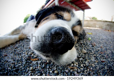 Bernese Dog nose close up fisheye