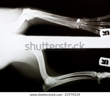 x-ray of a dog\'s leg