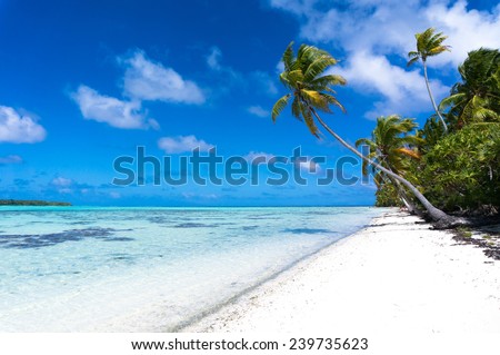 Long palm tree on a tropical white beach on a deserted island in the South Pacific