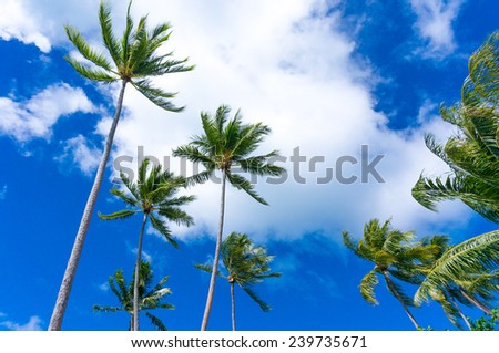 Looking up at tall palm trees against a blue sky and white clouds