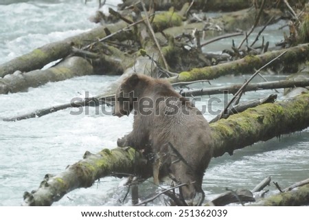 Grizzly bear, north american brown bear ursus arctos