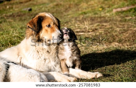 Karakachan dog/ Bulgarian shepherd dog and her young daughter.