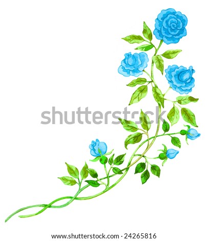 white rose drawing. drawing / watercolor rose