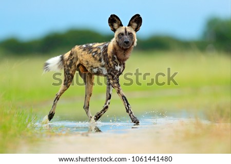 African wild dog, Lycaon pictus), walking in the water on the road. Hunting painted dog with big ears, beautiful wild anilm in habitat. Wildlife nature, Moremi,  Botswana, Africa. Animal, green grass.