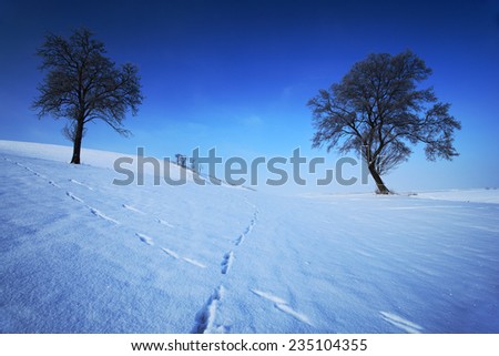 Two lone trees in winter snowy landscape with blue sky