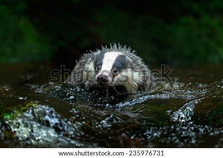 European badger in forest creek