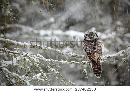 Hawk Owl sitting on the larch in cold snow winter