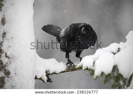 Black raven sitting on the snow tree during winter