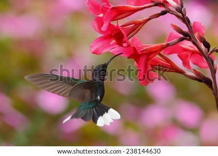 Blue hummingbird Violet Sabrewing near red bloom with pink background in Costa Rica