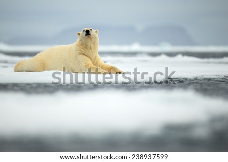 Lying polar bear on drift ice arctic Svalbard