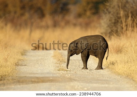 Young African Elephant lost on the gravel road