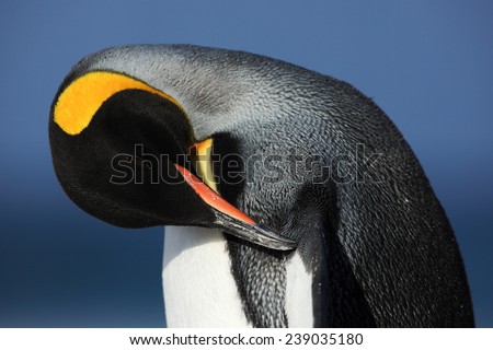 Detail portrait of king penguin cleaning plumage in Antartica