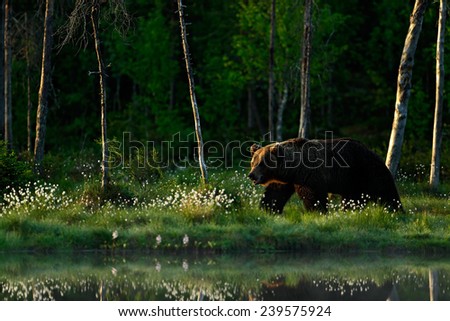 Big brown bear walking around lake in the morning sun