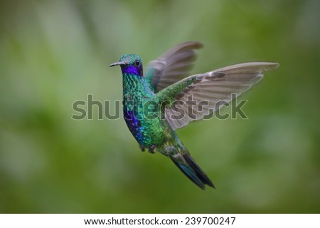 Flying hummingbird Sparkling Violetear with green forest background
