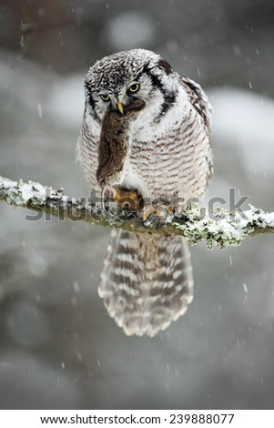Hawk Owl with catch, brown mouse during winter with snow flake