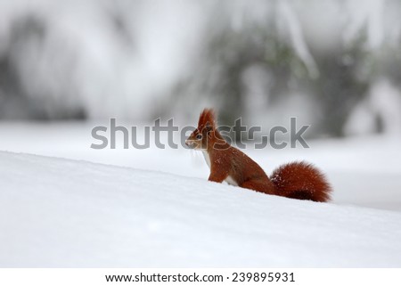 Cute red squirrel in winter scene with snow blurred forest in the background