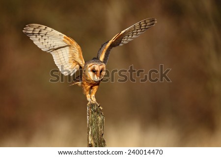 Barn owl landing with spread wings on tree stump at the evening