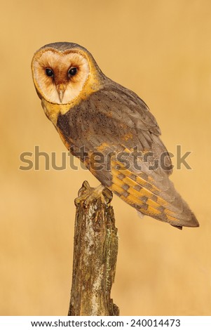 Barn owl sitting on tree stump at the evening with nice light and clear background
