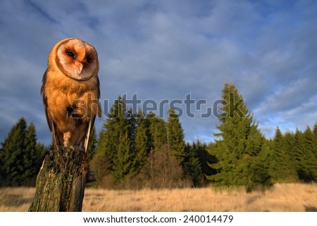 Barn owl sitting on the tree stump in forest at the evening - photo with wide lens including habitad