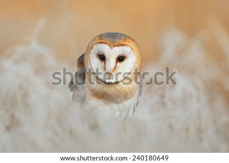 Portrait of Barn Owl (Tyto alba) sitting on the rime white grass in the winter morning light sun