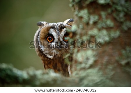 Hidden portrait Long-eared Owl with big orange eyes behind larch tree trunk