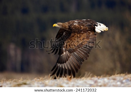 Flying big birds of prey White-tailed Eagle above meadow with open wings