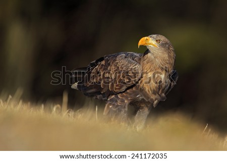 Big bird of prey White-tailed Eagle sitting on the meadow with nice sun light