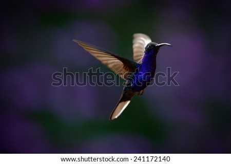 Flying big blue Hummingbird Violet Sabrewing with blurred dark violet flower in background