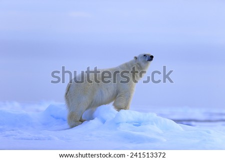Big polar bear on drift ice with snow, blurred sky in background, Svalbard, Norway