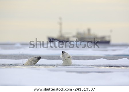 Fight of polar bears in water between drift ice with snow, blurred cruise chip in background, Svalbard, Norway
